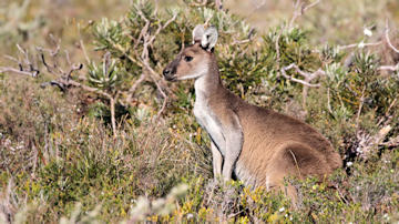 Wallpaper thumb: Western Grey Kangaroo